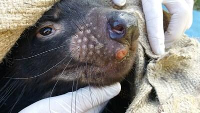 Colossal Foundation and University of Tasmania Partner to Combat Devil Facial Tumour Disease with Vaccines and Gene Editing