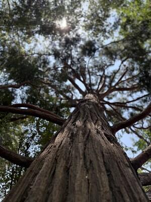 EagleVision’s ‘Nature, Inc.’ Spotlights Jeff Perry Who Saved 1,000+ Burned Trees to Help Rebuild Altadena