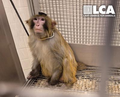 Last Chance for Animals Condemns York University for Ignoring Public Outcry and Continuing to Defend Cruel Primate Research Program Despite Investigation Documenting Suffering of Nine Macaques